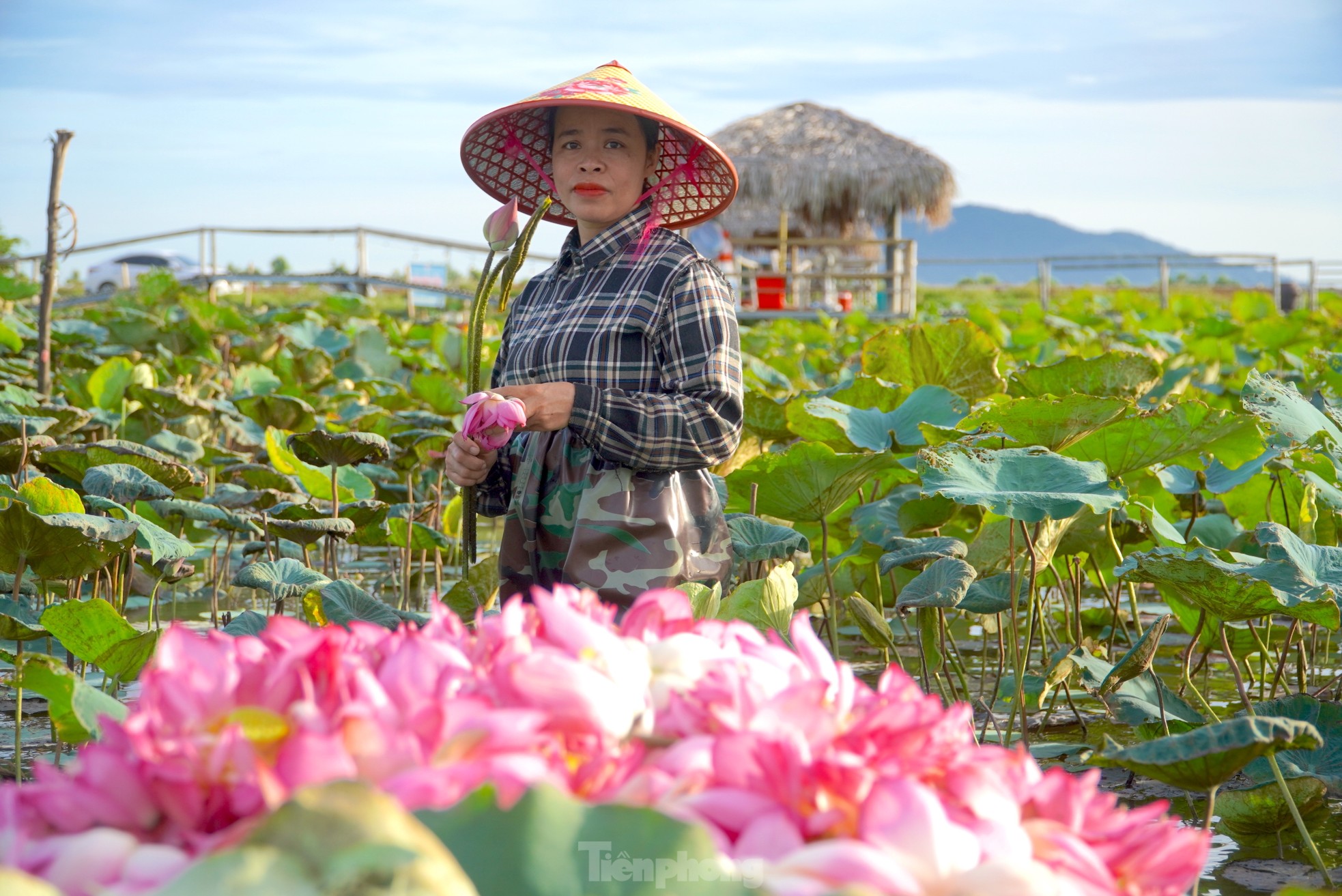 Ra đầm hái sen lúc rạng sáng, mỗi ngày thu tiền triệu - Ảnh 10