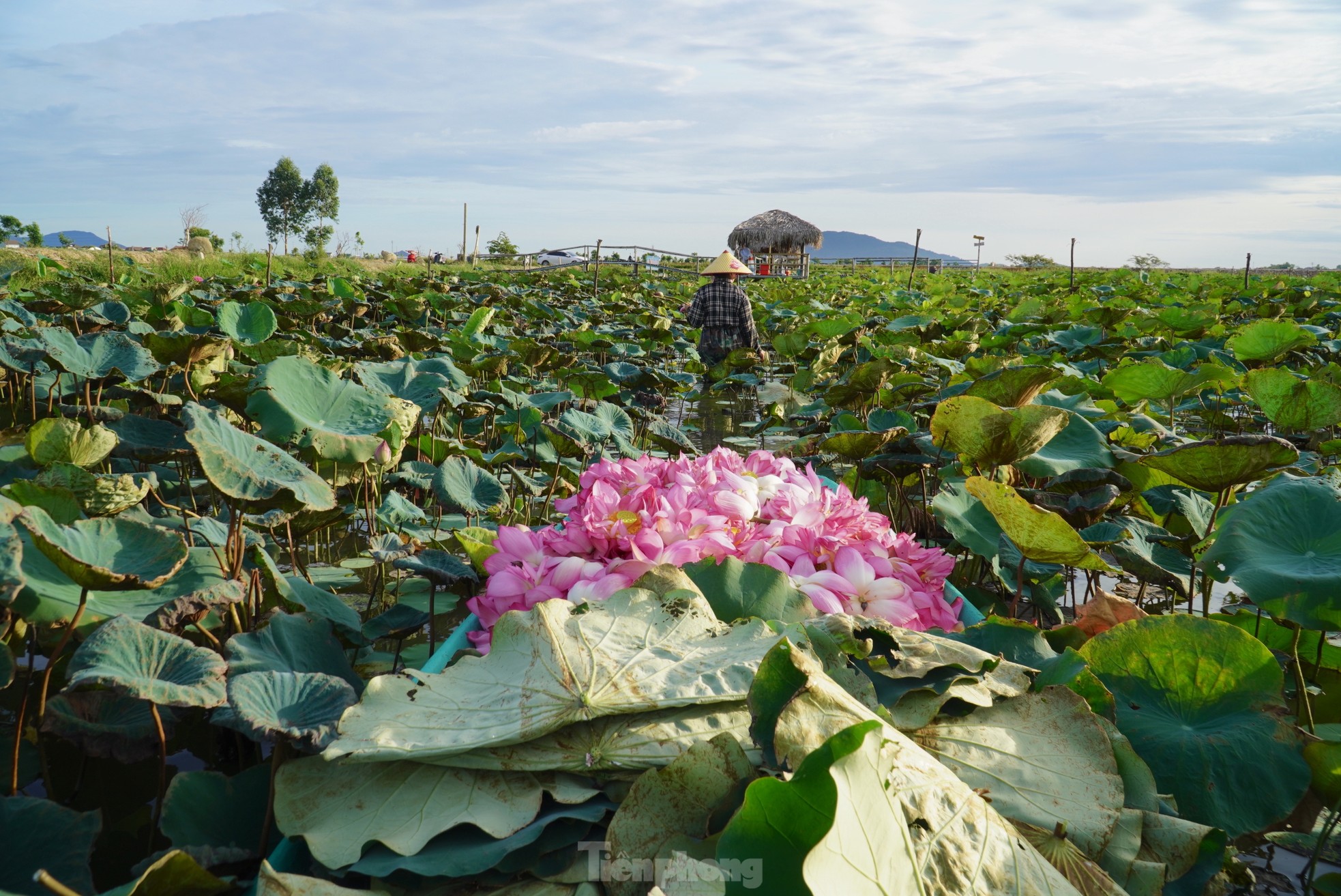 Ra đầm hái sen lúc rạng sáng, mỗi ngày thu tiền triệu - Ảnh 11