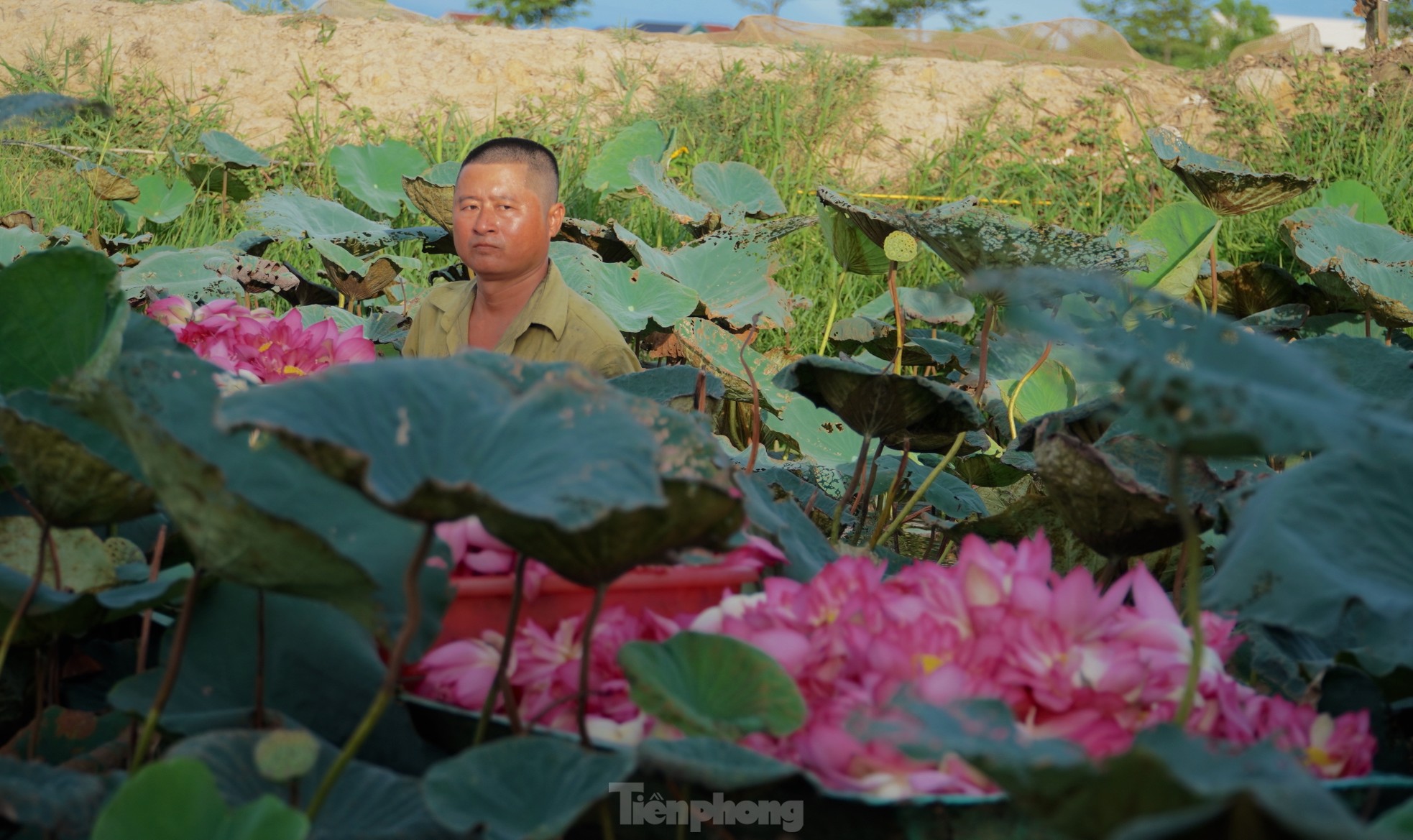 Ra đầm hái sen lúc rạng sáng, mỗi ngày thu tiền triệu - Ảnh 2