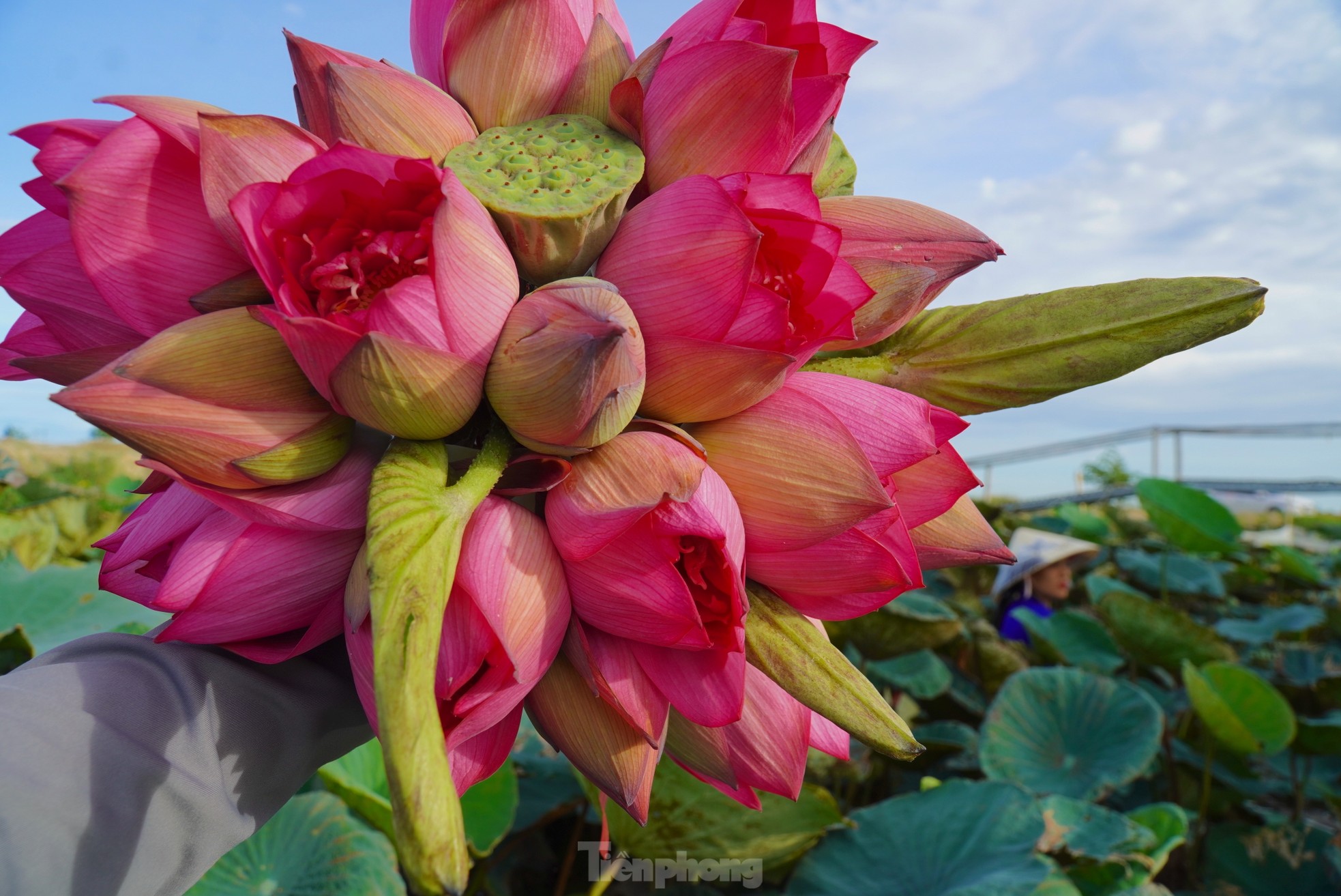 Ra đầm hái sen lúc rạng sáng, mỗi ngày thu tiền triệu - Ảnh 5