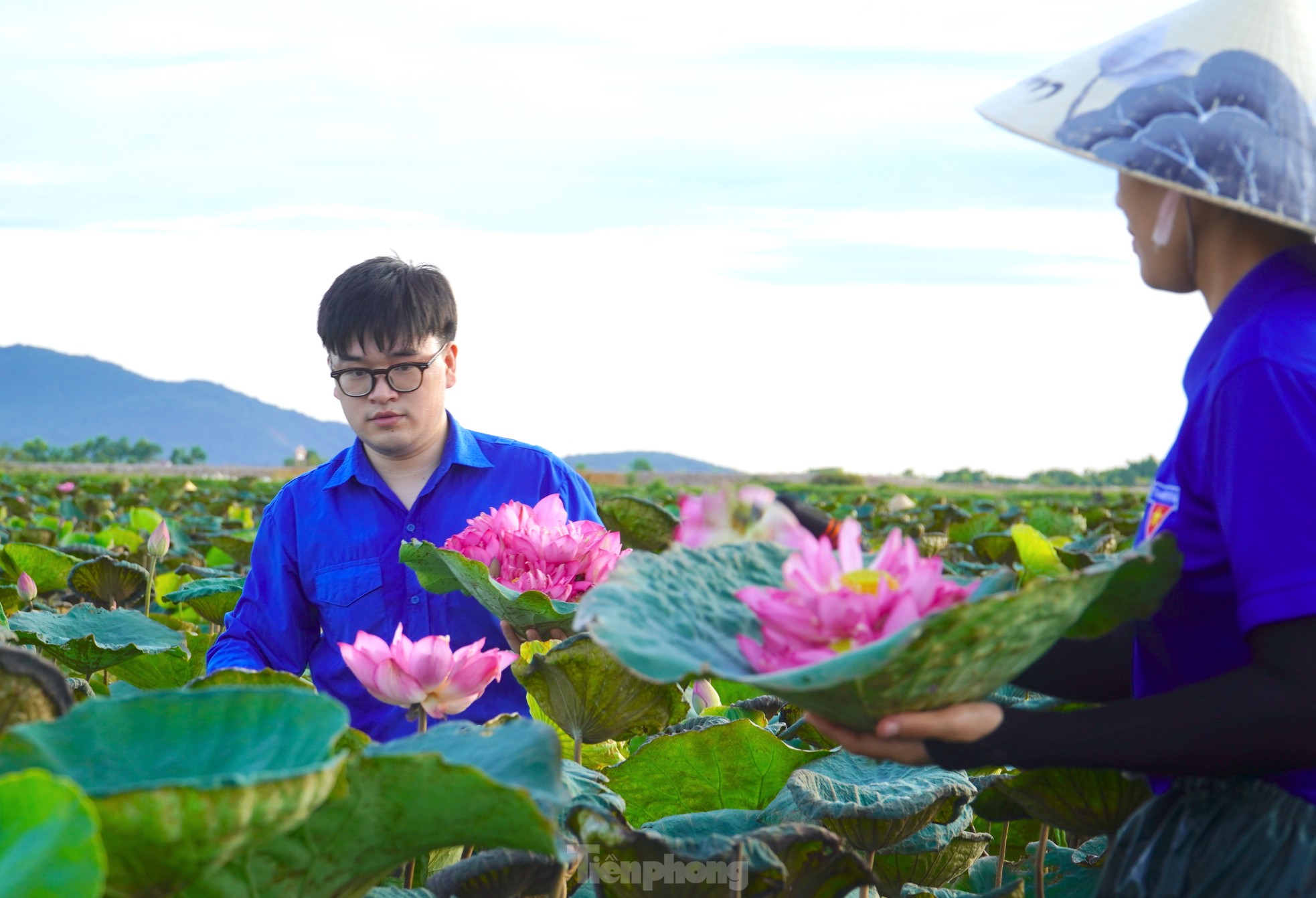 Ra đầm hái sen lúc rạng sáng, mỗi ngày thu tiền triệu - Ảnh 12