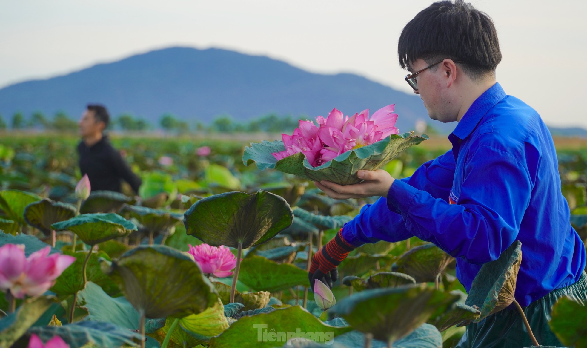 Ra đầm hái sen lúc rạng sáng, mỗi ngày thu tiền triệu - Ảnh 13