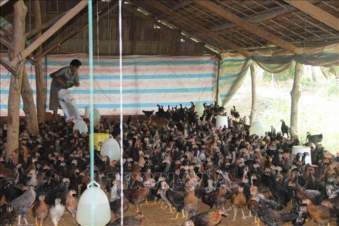 Người chăn nuôi có lãi nhờ giá thịt gia cầm tăng - Ảnh 1