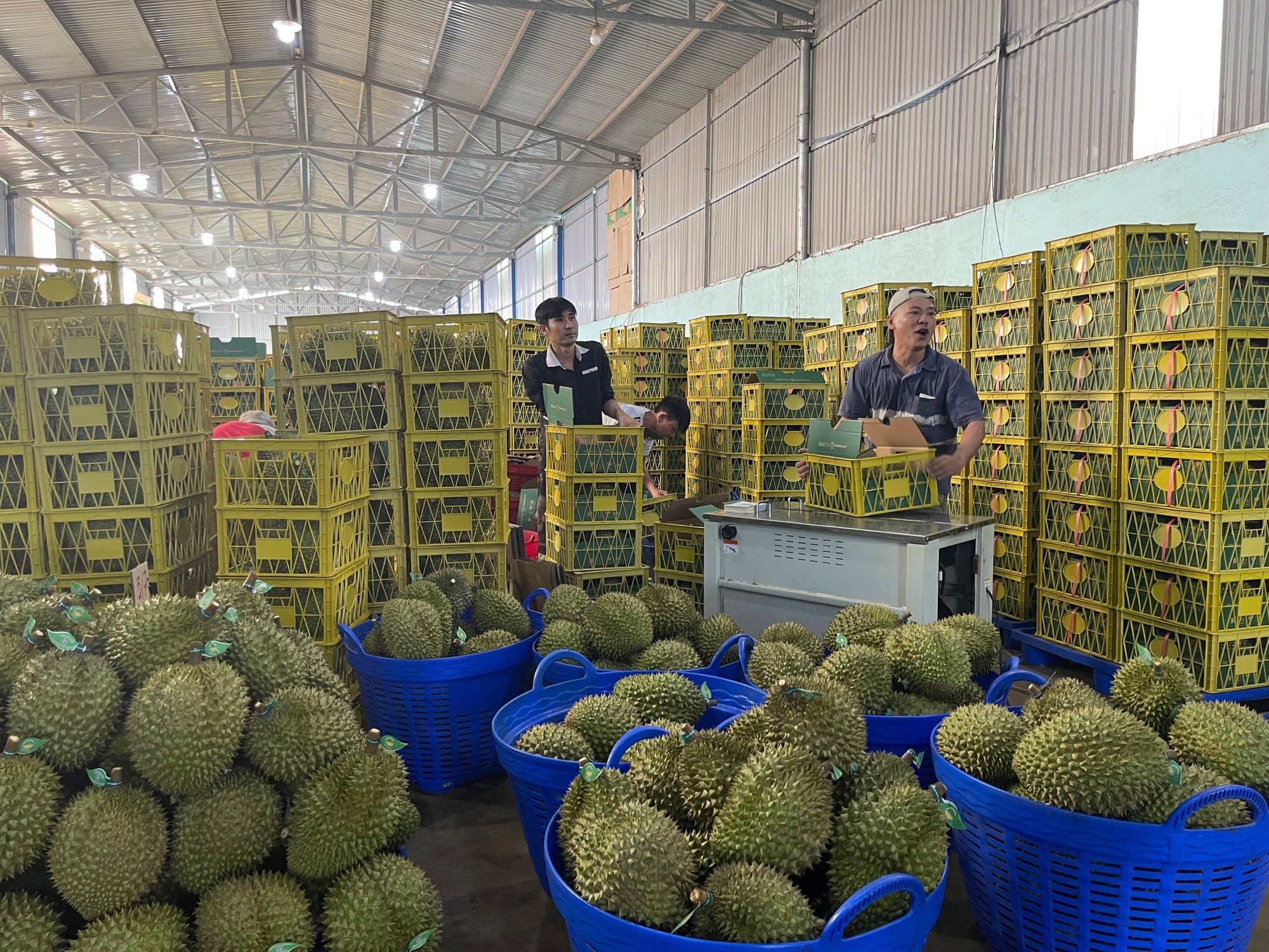 Bán 12 tấn sầu riêng trong 5 phút livestream ngày 7-7 - Ảnh 2