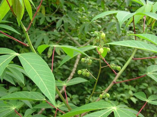 Loại củ giá rẻ bán đầy chợ Việt được Trung Quốc bao mua: Mang về gần 684 triệu USD, là loại thuốc quý chữa bách bệnh - Ảnh 1