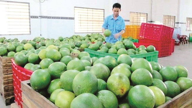 Bưởi Việt Nam có 'visa' xuất khẩu Hàn Quốc - Ảnh 1