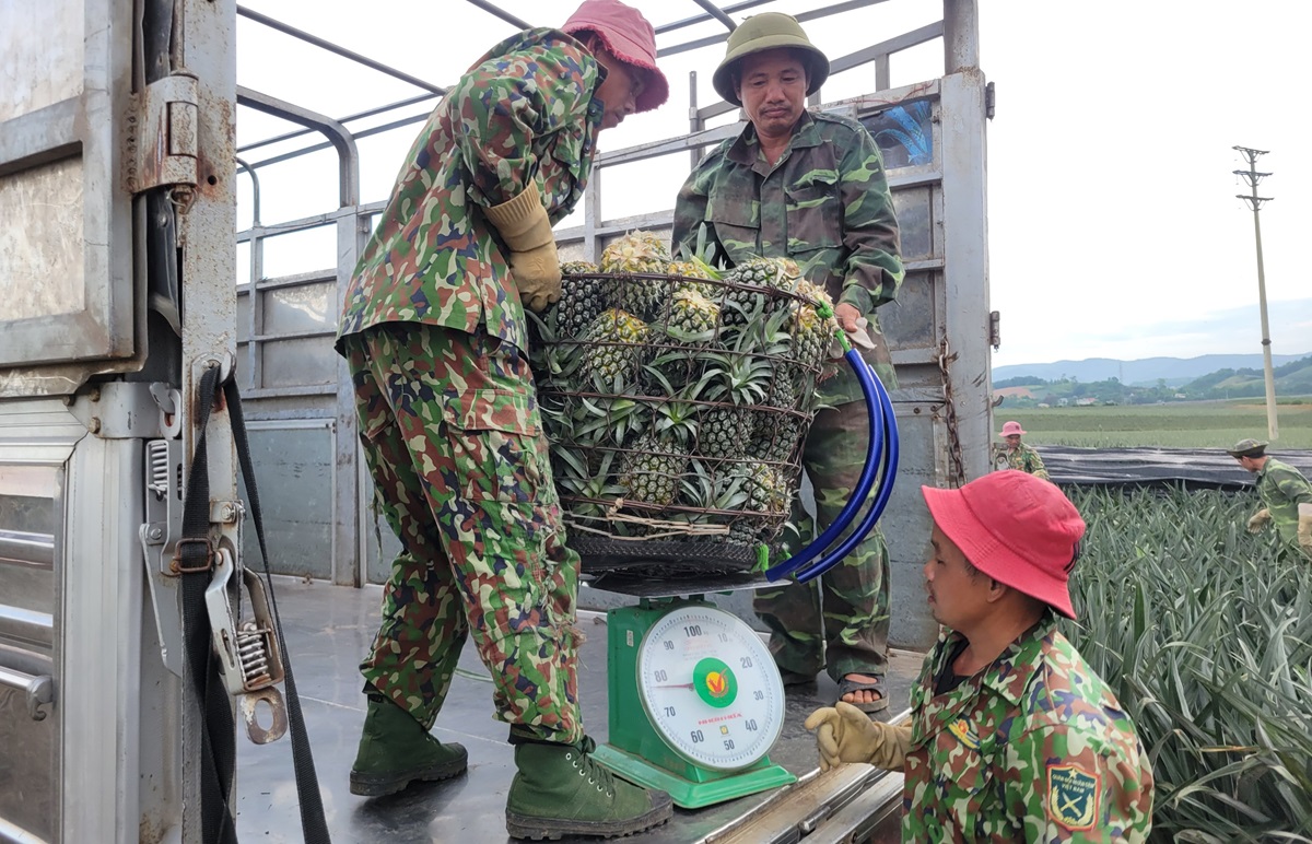 Nông dân "đội nắng" hái dứa kiếm 300.000-500.000/ngày - Ảnh 9