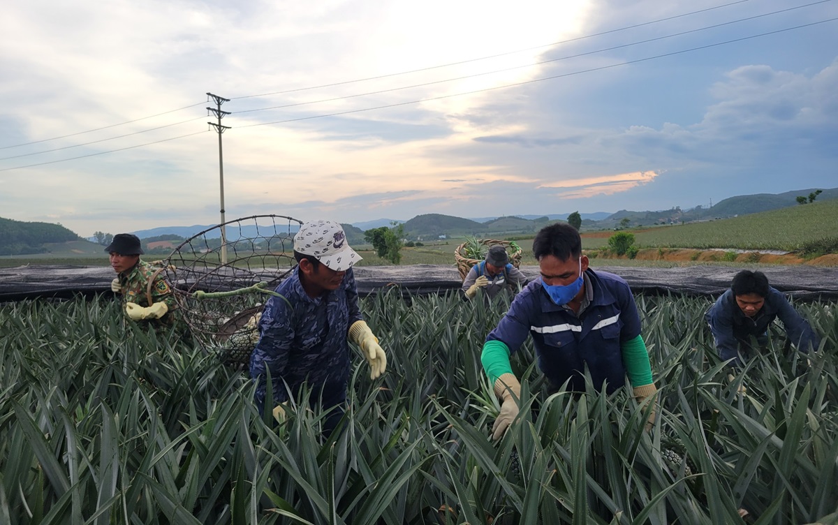 Nông dân "đội nắng" hái dứa kiếm 300.000-500.000/ngày - Ảnh 4