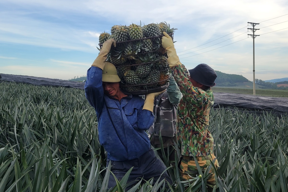 Nông dân "đội nắng" hái dứa kiếm 300.000-500.000/ngày - Ảnh 5