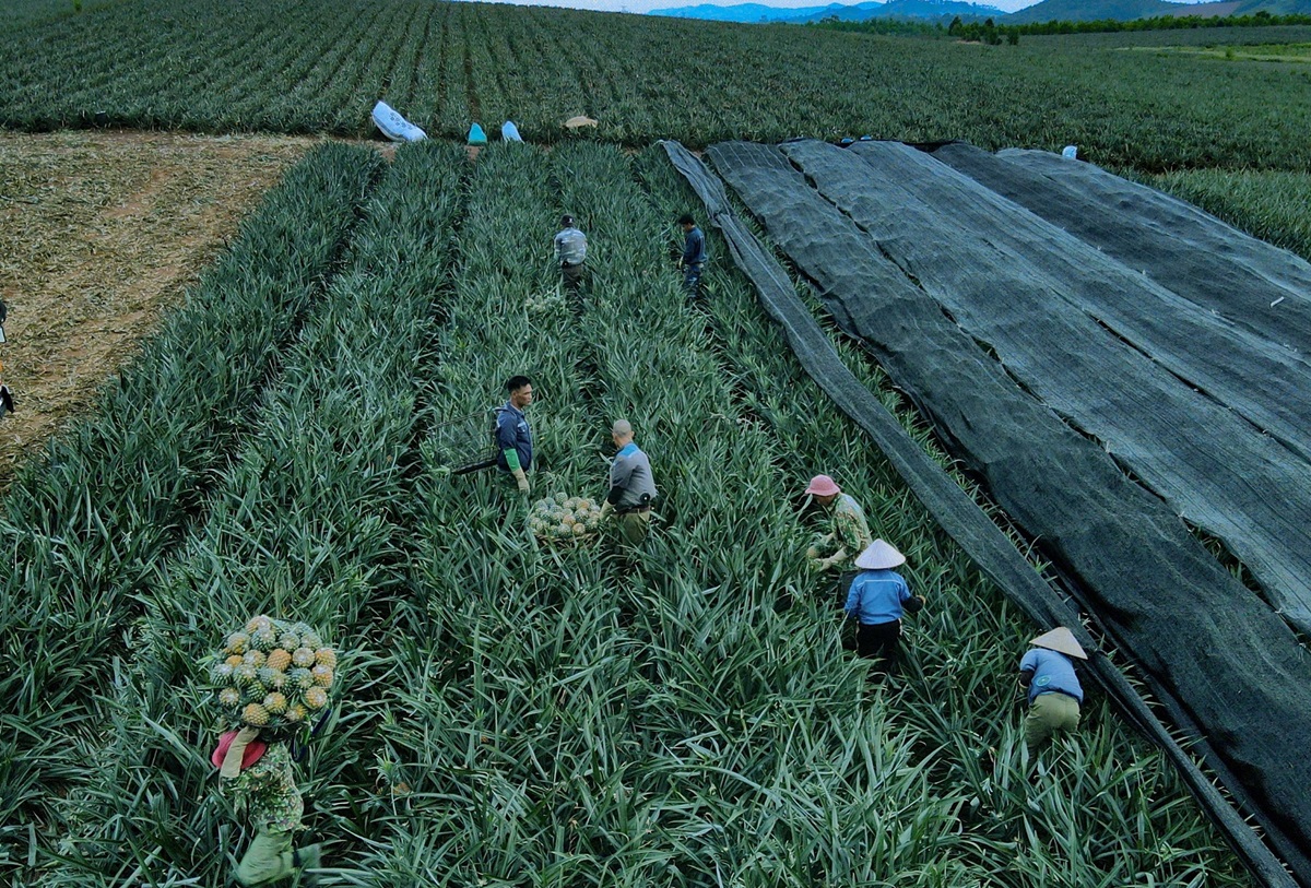 Nông dân "đội nắng" hái dứa kiếm 300.000-500.000/ngày - Ảnh 3