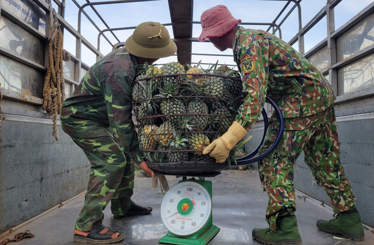 Nông dân "đội nắng" hái dứa kiếm 300.000-500.000/ngày - Ảnh 8