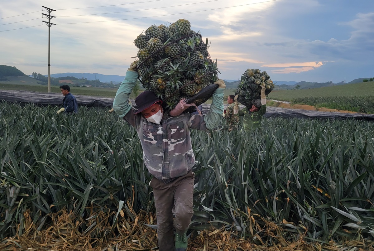 Nông dân "đội nắng" hái dứa kiếm 300.000-500.000/ngày - Ảnh 1