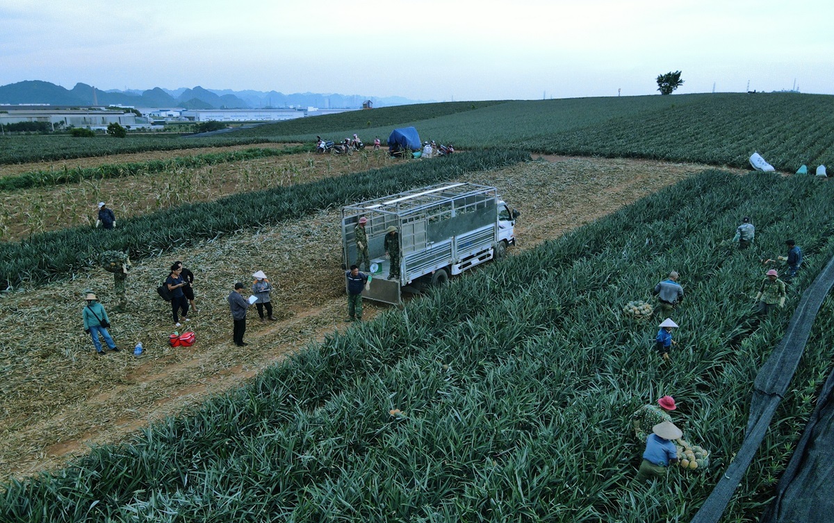 Nông dân "đội nắng" hái dứa kiếm 300.000-500.000/ngày - Ảnh 10