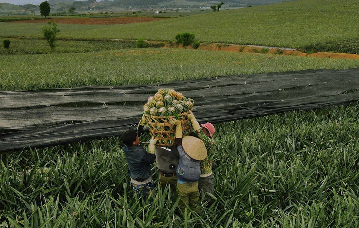 Nông dân "đội nắng" hái dứa kiếm 300.000-500.000/ngày - Ảnh 2
