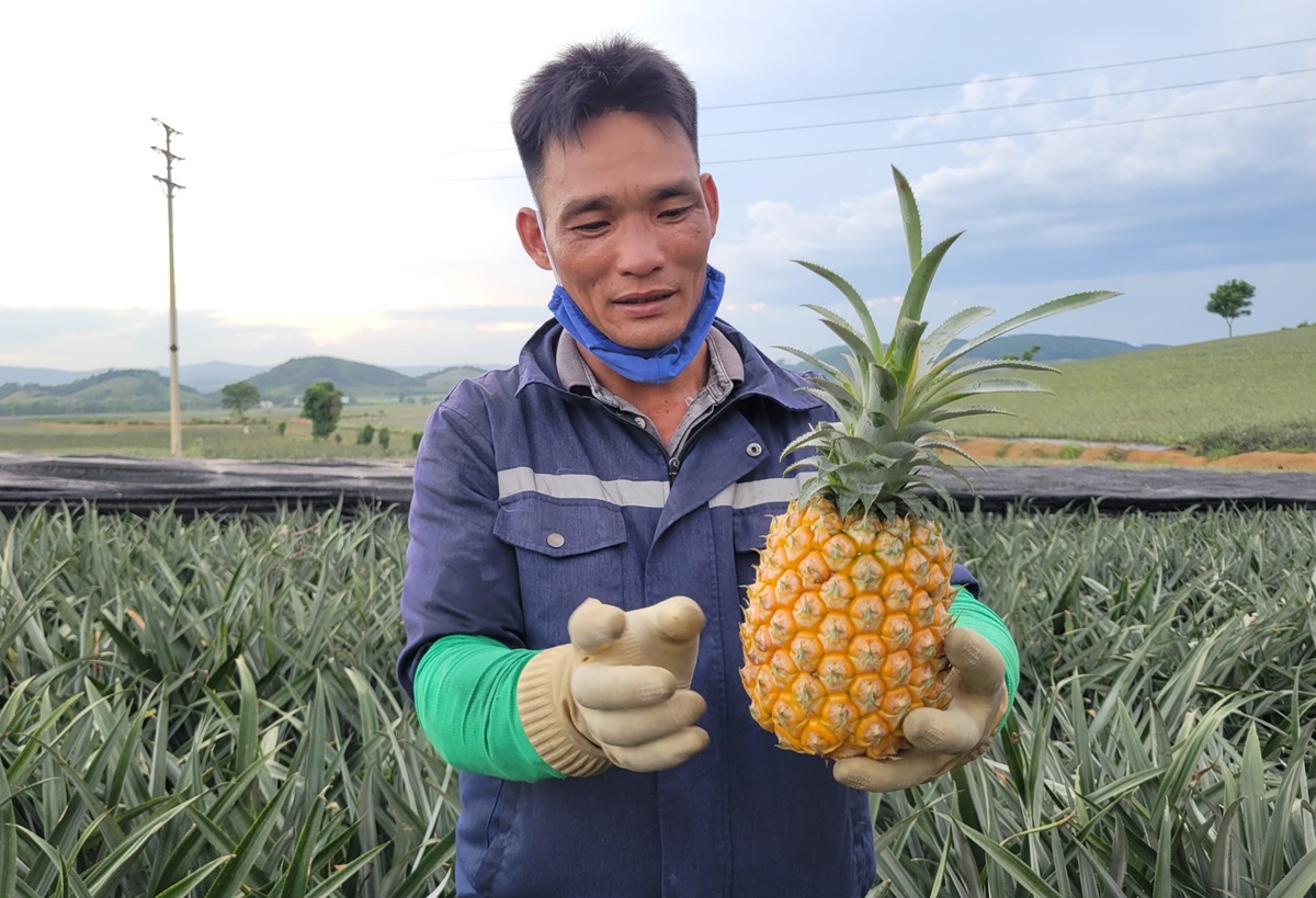 Nông dân "đội nắng" hái dứa kiếm 300.000-500.000/ngày - Ảnh 12