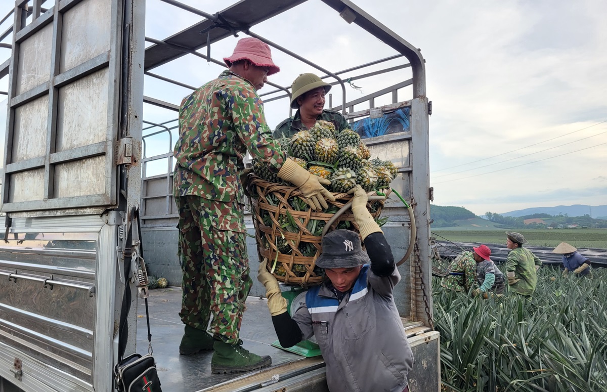 Nông dân "đội nắng" hái dứa kiếm 300.000-500.000/ngày - Ảnh 7