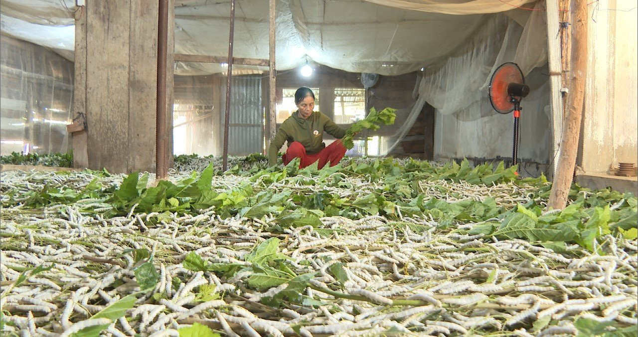 Nuôi 1 hộp côn trùng 20 ngày, nông dân lãi bằng nuôi heo cả năm - Ảnh 3