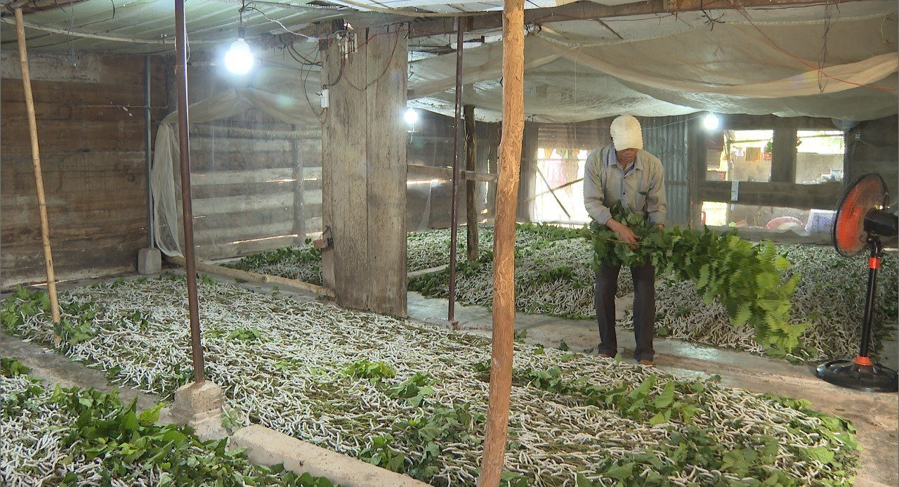 Nuôi 1 hộp côn trùng 20 ngày, nông dân lãi bằng nuôi heo cả năm - Ảnh 2