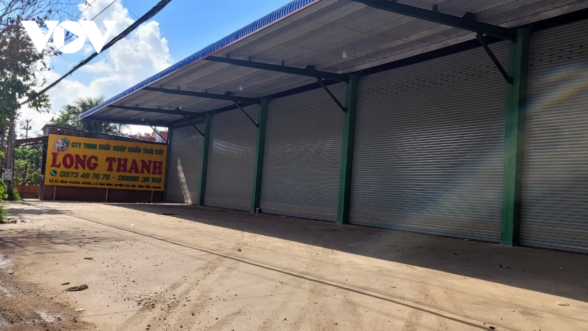 Trái sầu riêng nghịch vụ ở Tiền Giang khan hàng, sốt giá - Ảnh 2