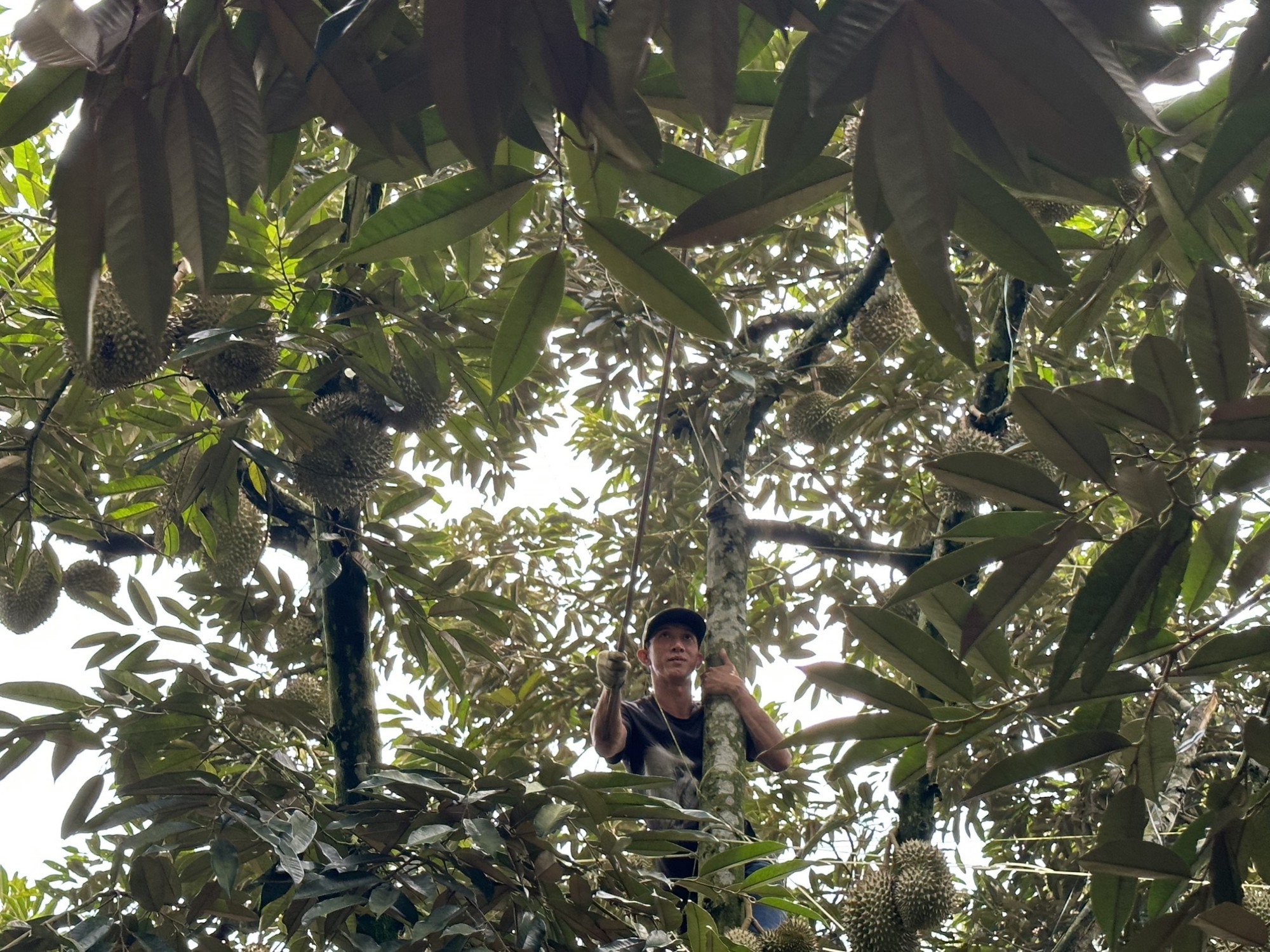 Một huyện của Đắk Lắk dự kiến thu gần 7.000 tỷ đồng từ sầu riêng - Ảnh 2