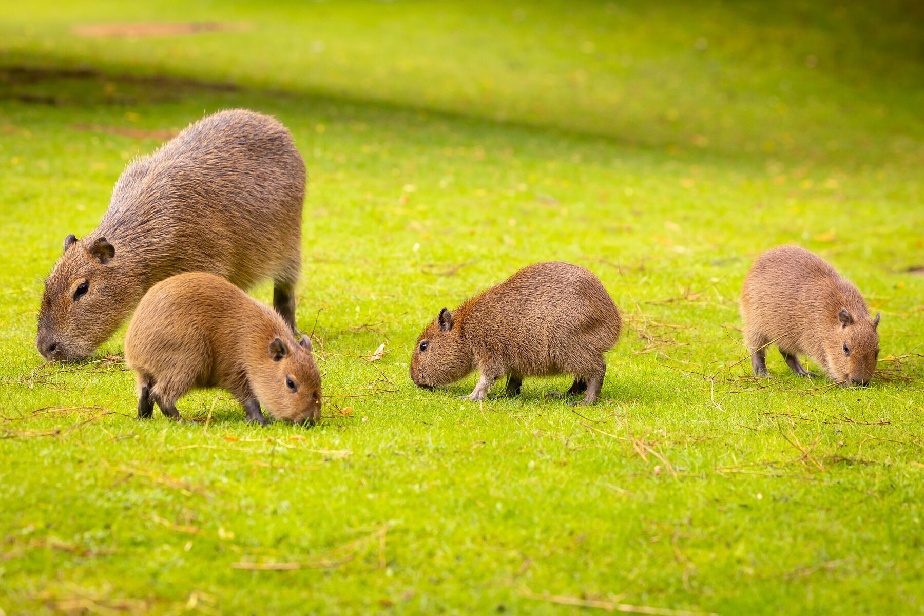 Vì sao chuột Capybara được giới trẻ Việt săn lùng, mê điên đảo? - Ảnh 1