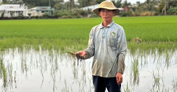 Khai thác cát biển làm đường cao tốc: Đừng để mặn làm chết cây trồng của nông dân (bài 4)