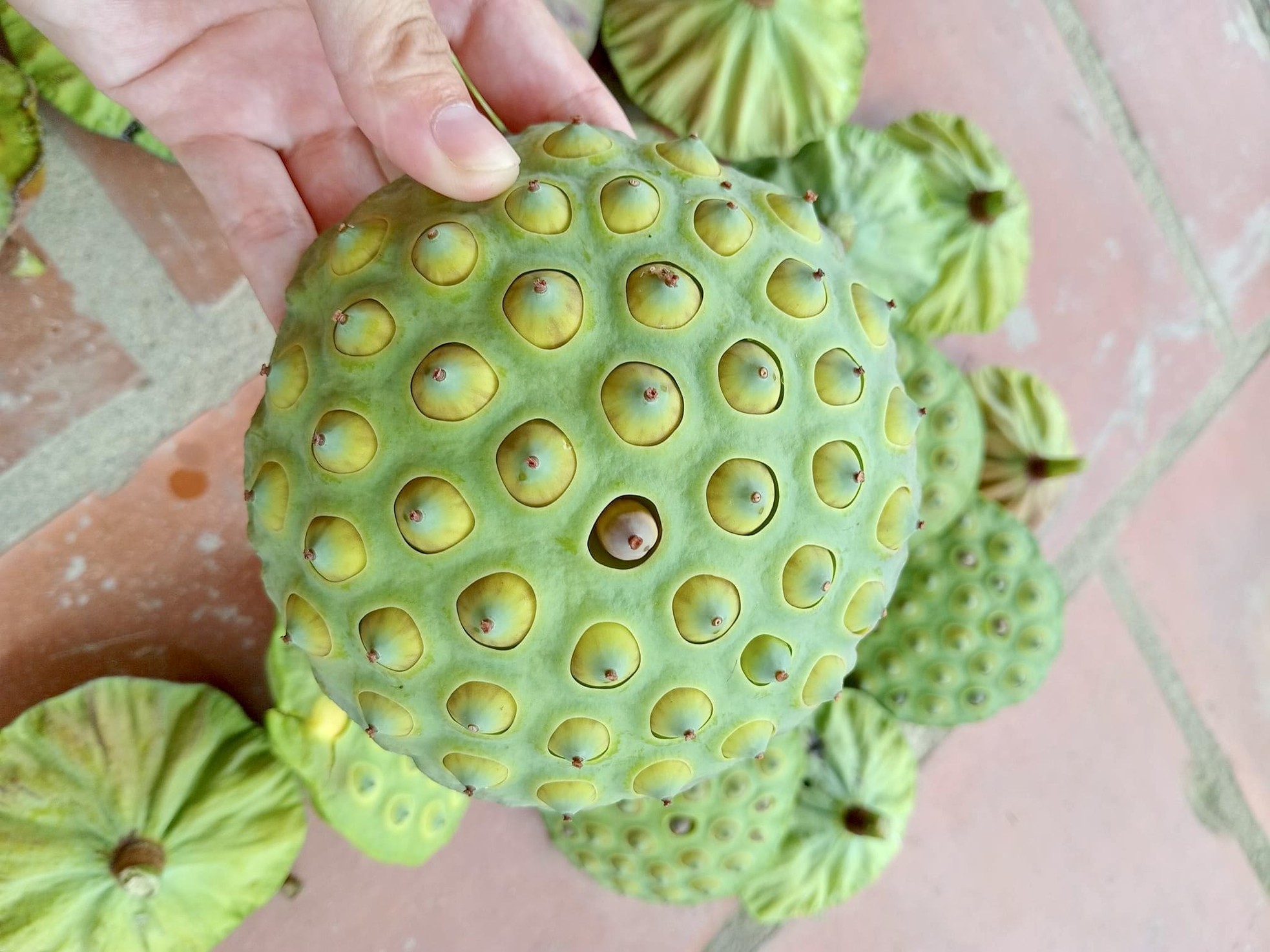 Kiếm tiền triệu nhờ thu hoạch hạt sen cuối vụ - Ảnh 9