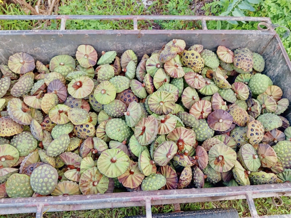 Kiếm tiền triệu nhờ thu hoạch hạt sen cuối vụ - Ảnh 4