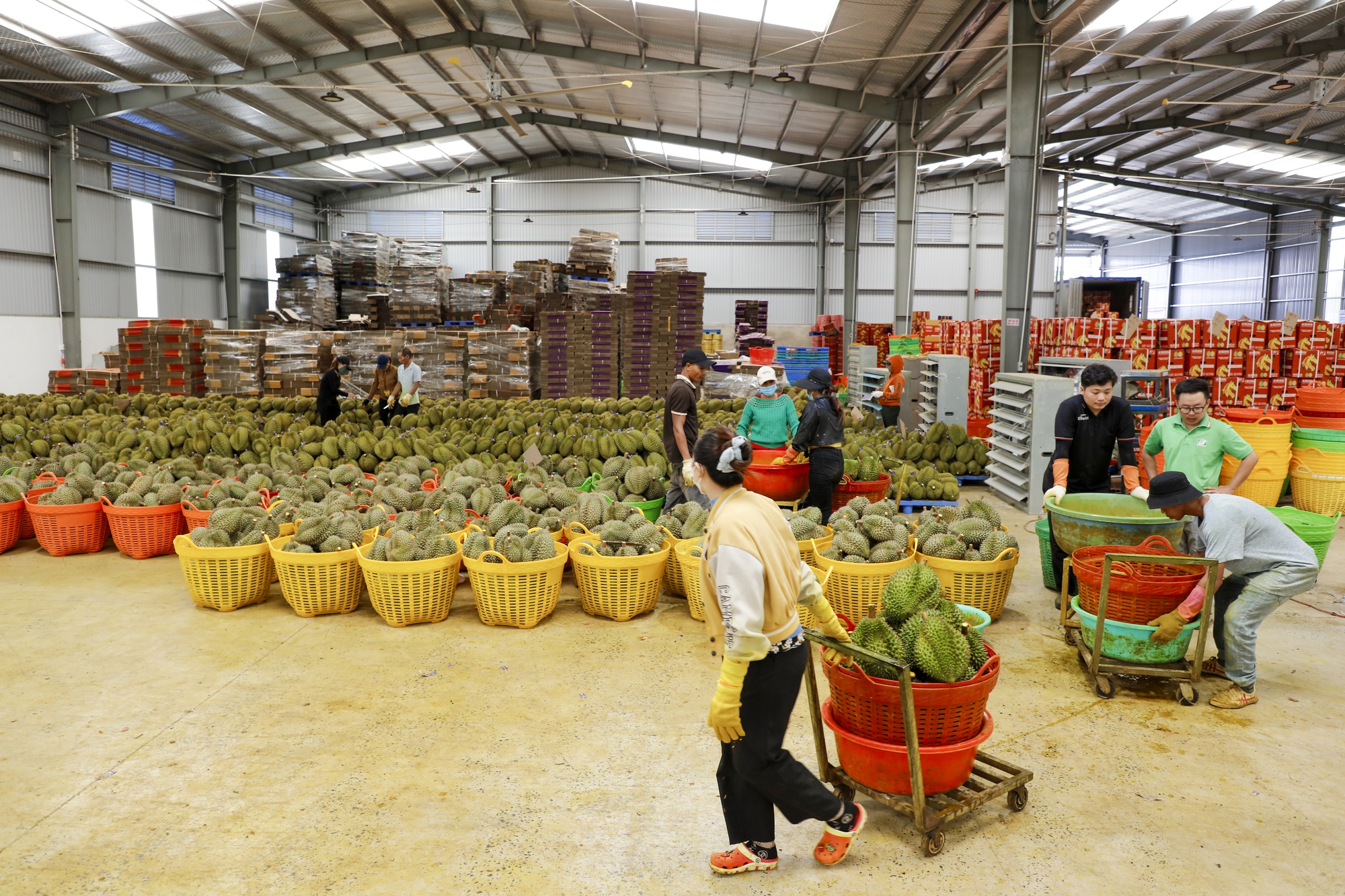 Rộn ràng ngày mùa ở thủ phủ sầu riêng Đắk Lắk - Ảnh 10