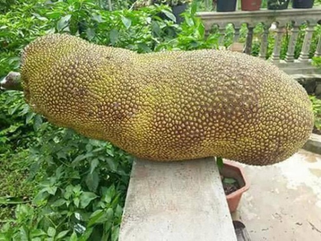 Loại mít khổng lồ to ngang 1 người lớn: Hoá ra không hề hiếm và đã có mặt tại Việt Nam - Ảnh 3