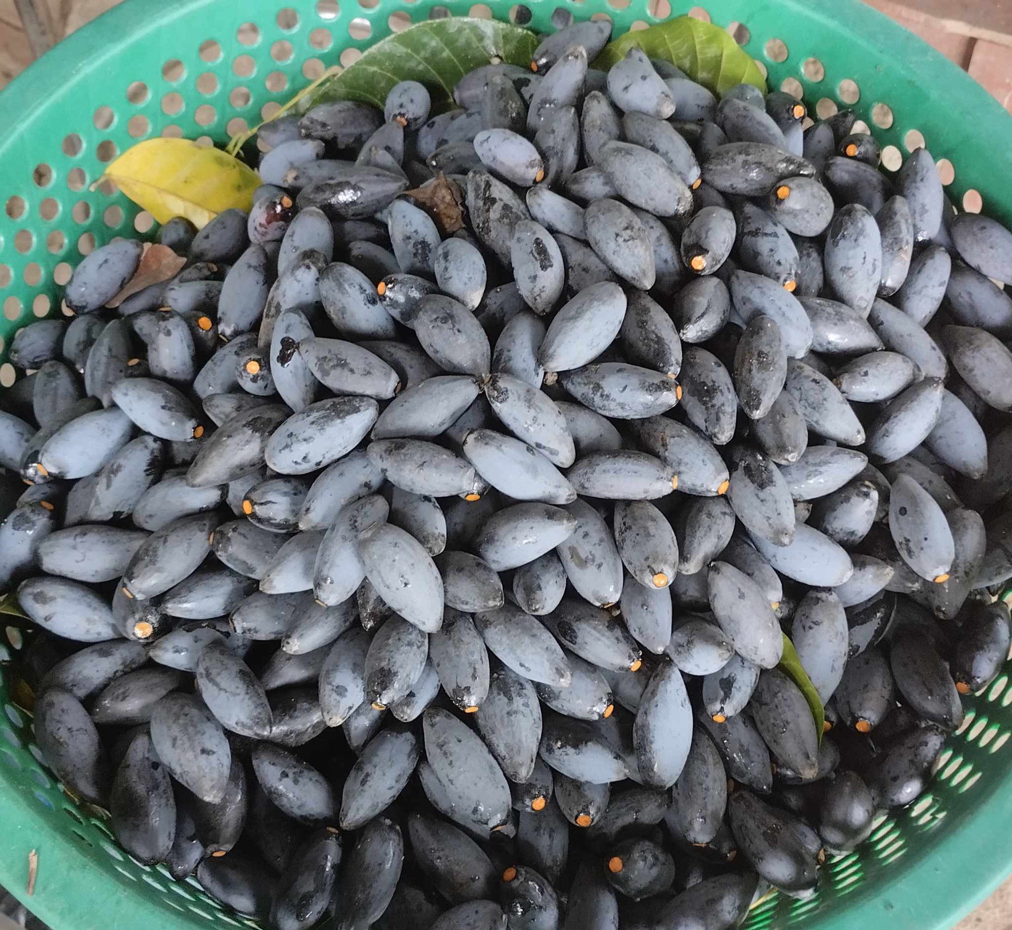 Người dân Bắc Giang tất bật thu hoạch loại quả ví như "vàng đen" khi mùa Thu đến, nhiều cây được đánh dấu vì lý do đặc biệt - Ảnh 9