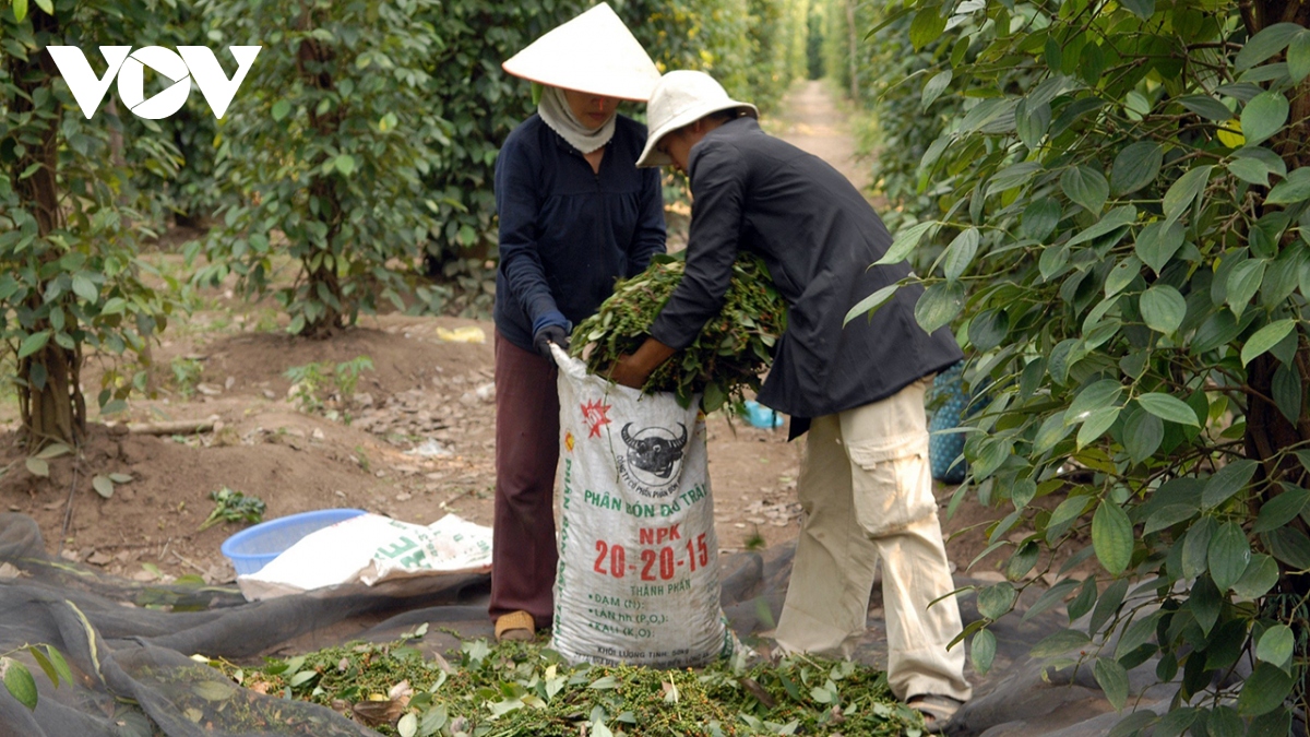 Giá hồ tiêu tăng gấp đôi: Nông dân mừng, doanh nghiệp xuất khẩu lo - Ảnh 1
