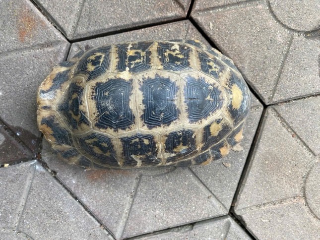 Phát hiện rùa núi vàng quý hiếm trong trường học - Ảnh 1