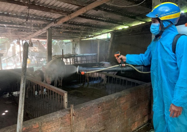 Bay sạch cơ nghiệp vì dịch tả lợn - Ảnh 1