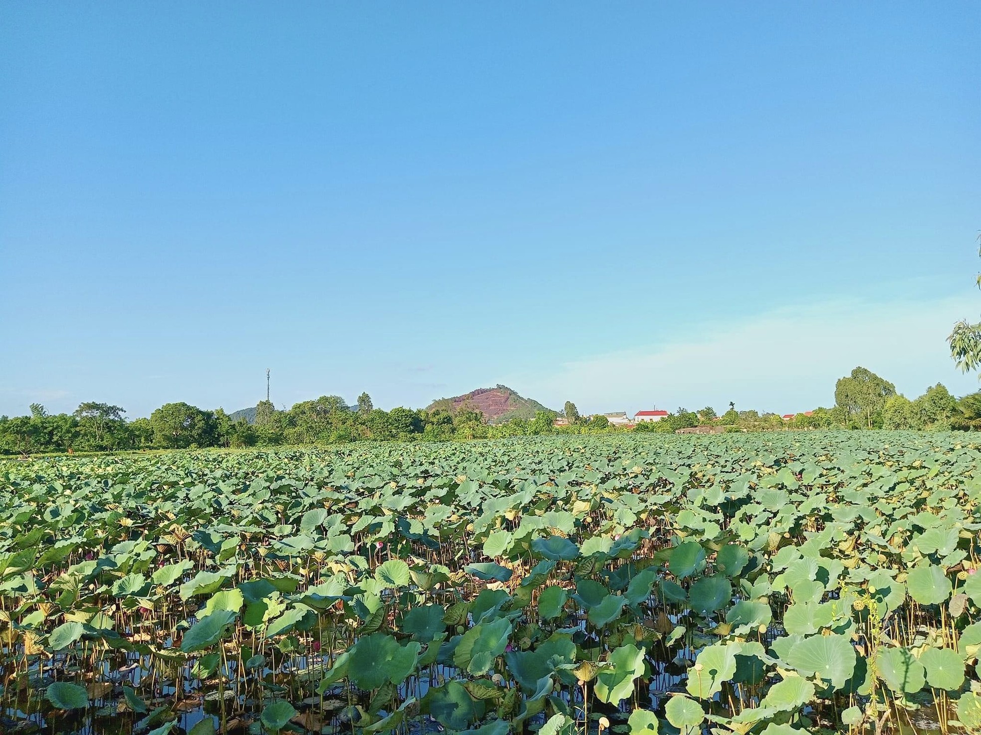 Kiếm tiền triệu nhờ thu hoạch hạt sen cuối vụ - Ảnh 1