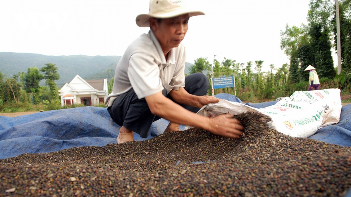 Giá hồ tiêu tăng gấp đôi: Nông dân mừng, doanh nghiệp xuất khẩu lo - Ảnh 2