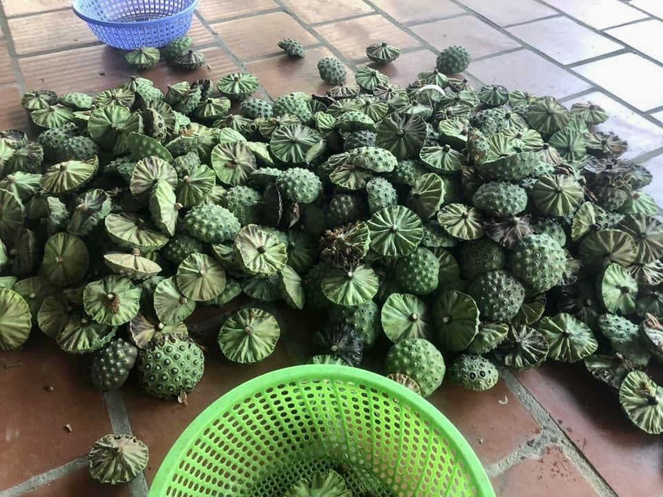 Kiếm tiền triệu nhờ thu hoạch hạt sen cuối vụ - Ảnh 6