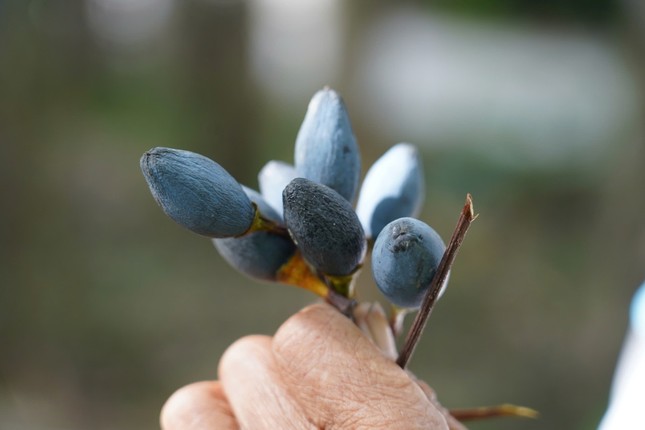 Thủ phủ quả ngon nức tiếng mất mùa - Ảnh 3