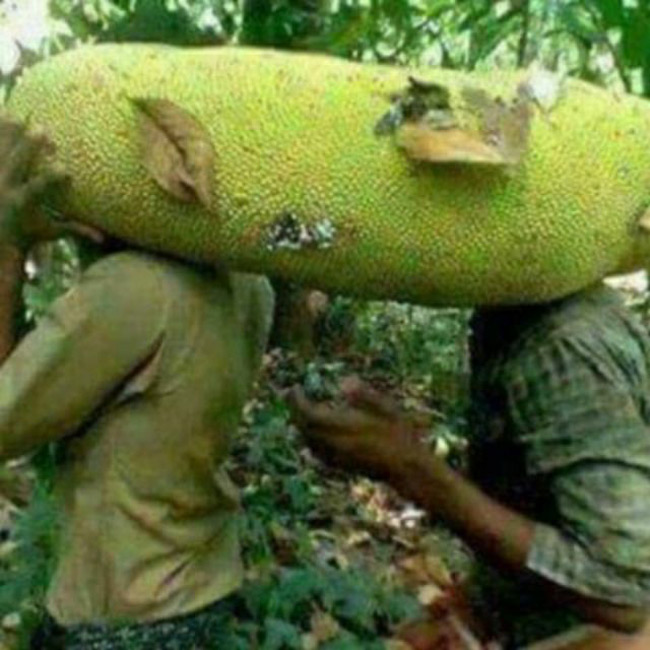 Loại mít khổng lồ to ngang 1 người lớn: Hoá ra không hề hiếm và đã có mặt tại Việt Nam - Ảnh 2