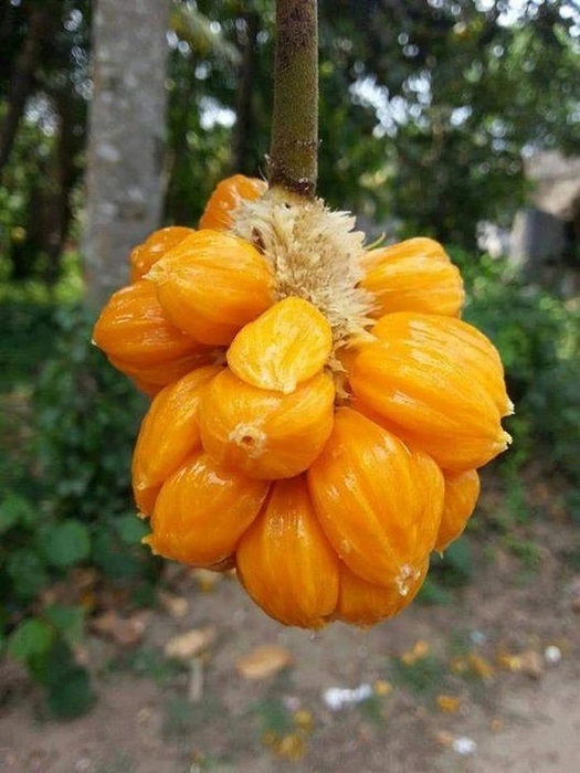 Loại mít "ngon nhất thế giới" tại Việt Nam: Đắt gấp 5 lần mít Thái, quả nhỏ xíu nhưng nhiều người quyết mua bằng được - Ảnh 9