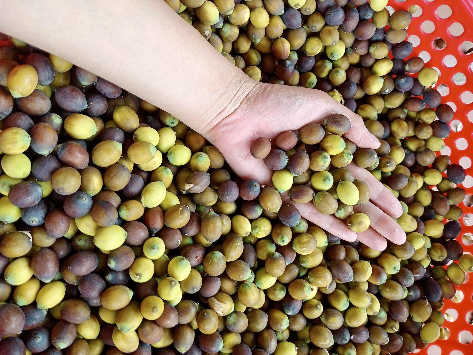 Kiếm tiền triệu nhờ thu hoạch hạt sen cuối vụ - Ảnh 13