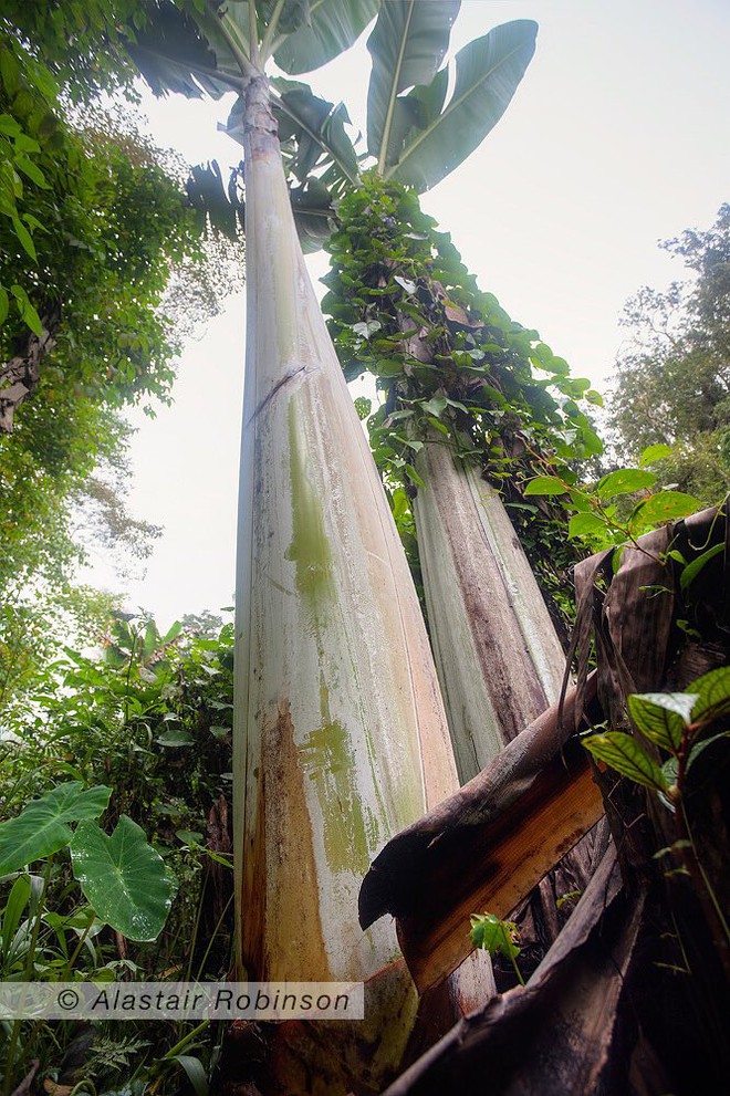 Quả chuối "đột biến" nặng 6kg, 4 người mới ăn hết: Nhìn thân cây càng "sốc" hơn nữa! - Ảnh 5