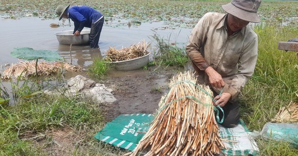 Người ướt thì mới có tiền, dân miền Tây bật mí việc cứ 2 ngày lại kiếm được tiền triệu