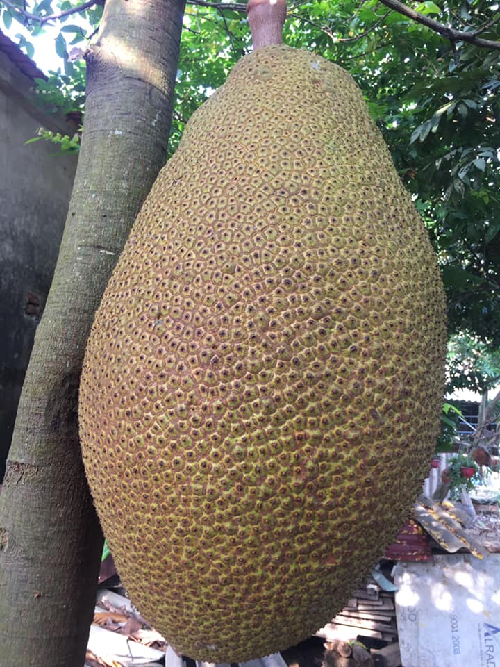 Quả mít nặng nhất Việt Nam hiện nay: Kích thước "khủng", "xô đổ" cả kỷ lục thế giới? - Ảnh 8