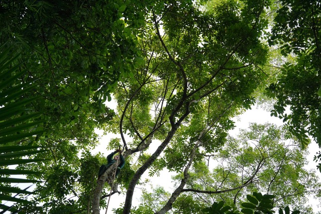 Thủ phủ quả ngon nức tiếng mất mùa - Ảnh 4