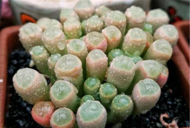 Châu Phi có đầy "ngọc lục bảo" ở đường nhưng tuyệt nhiên không ai nhặt, dân bản địa: Coi chừng mất mạng! - Ảnh 3