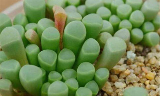 Châu Phi có đầy "ngọc lục bảo" ở đường nhưng tuyệt nhiên không ai nhặt, dân bản địa: Coi chừng mất mạng! - Ảnh 2