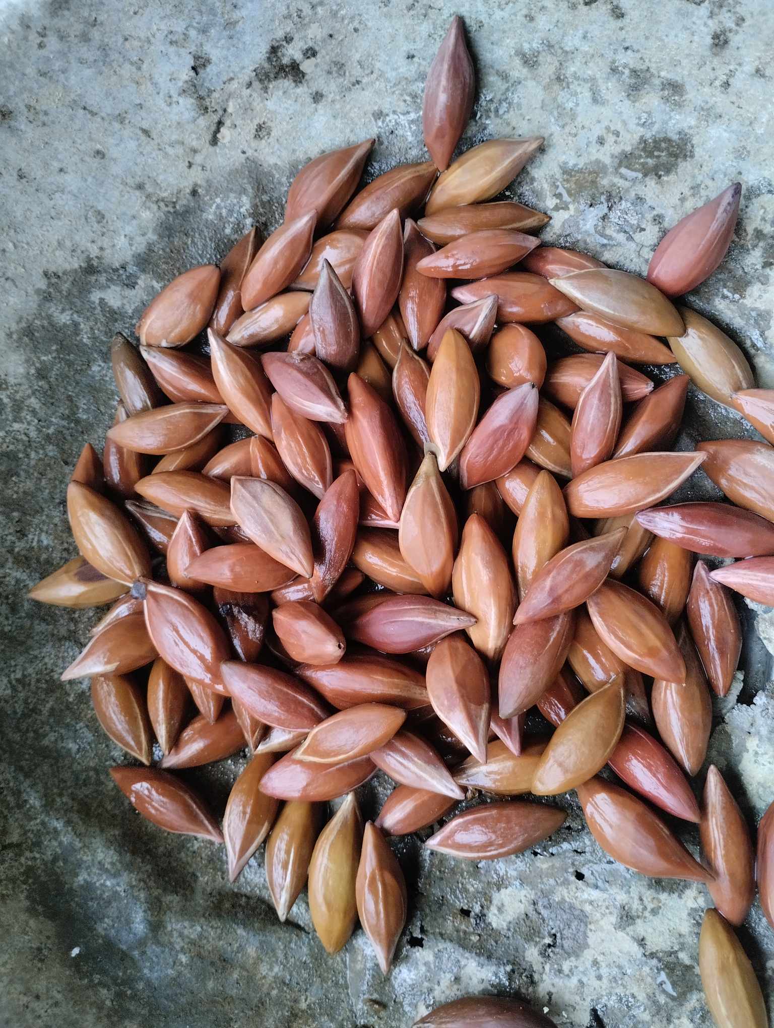 Người dân Bắc Giang tất bật thu hoạch loại quả ví như "vàng đen" khi mùa Thu đến, nhiều cây được đánh dấu vì lý do đặc biệt - Ảnh 11