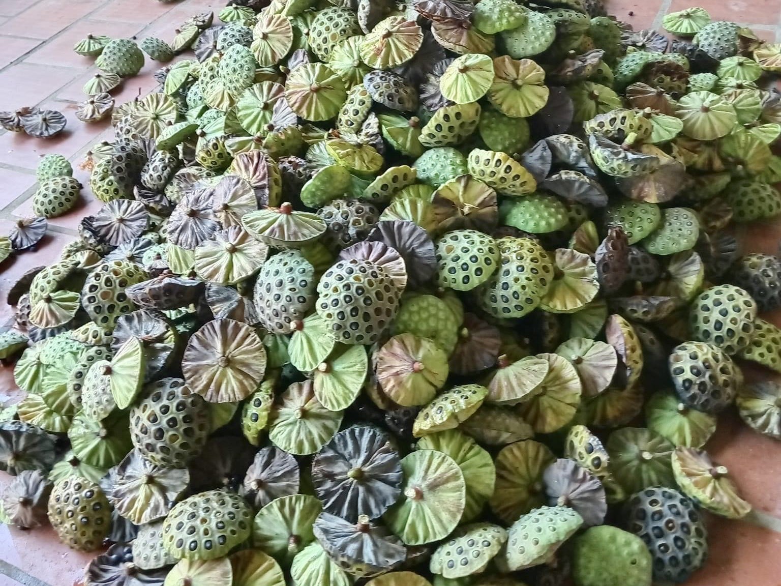 Kiếm tiền triệu nhờ thu hoạch hạt sen cuối vụ - Ảnh 7