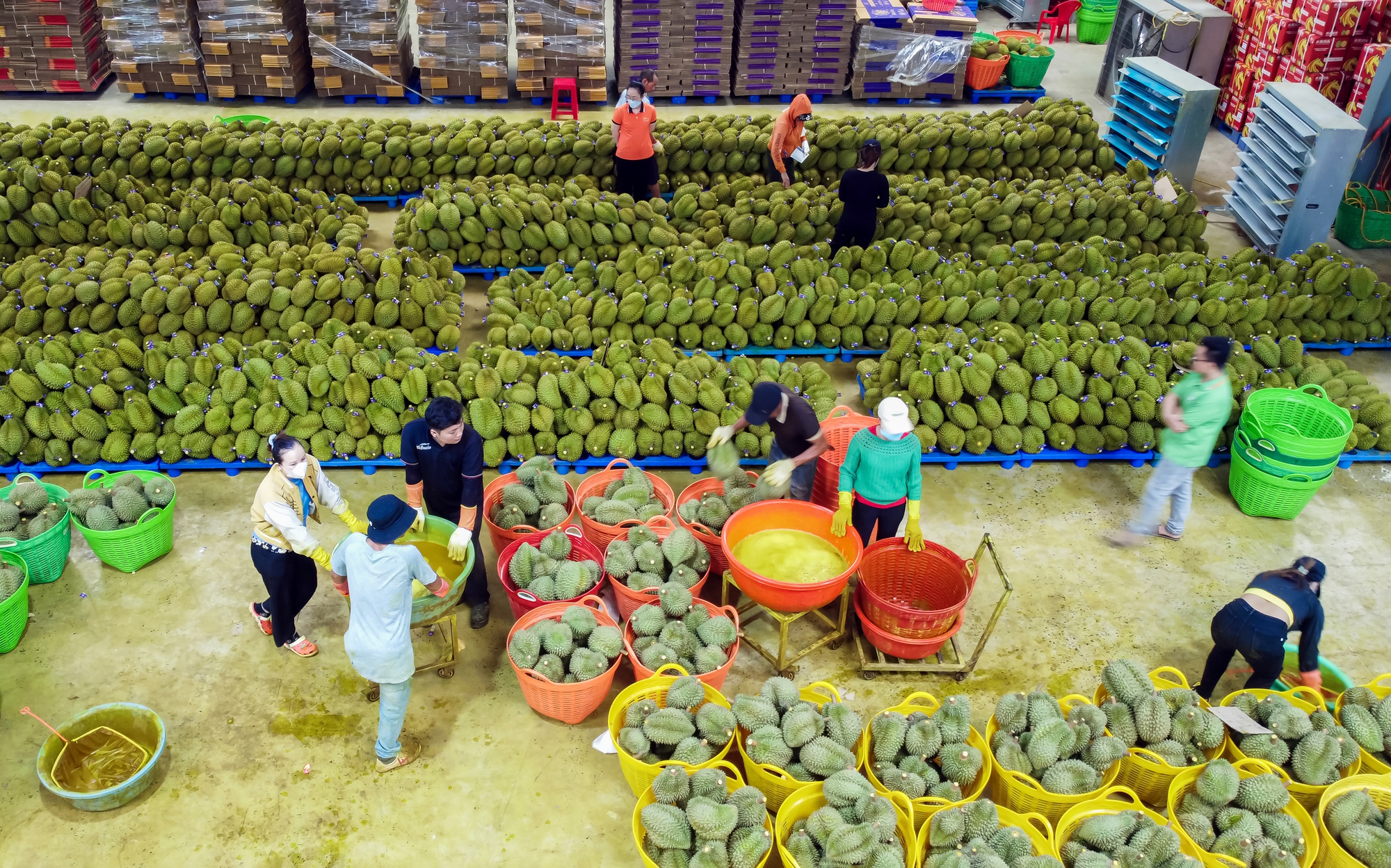 Rộn ràng ngày mùa ở thủ phủ sầu riêng Đắk Lắk - Ảnh 3